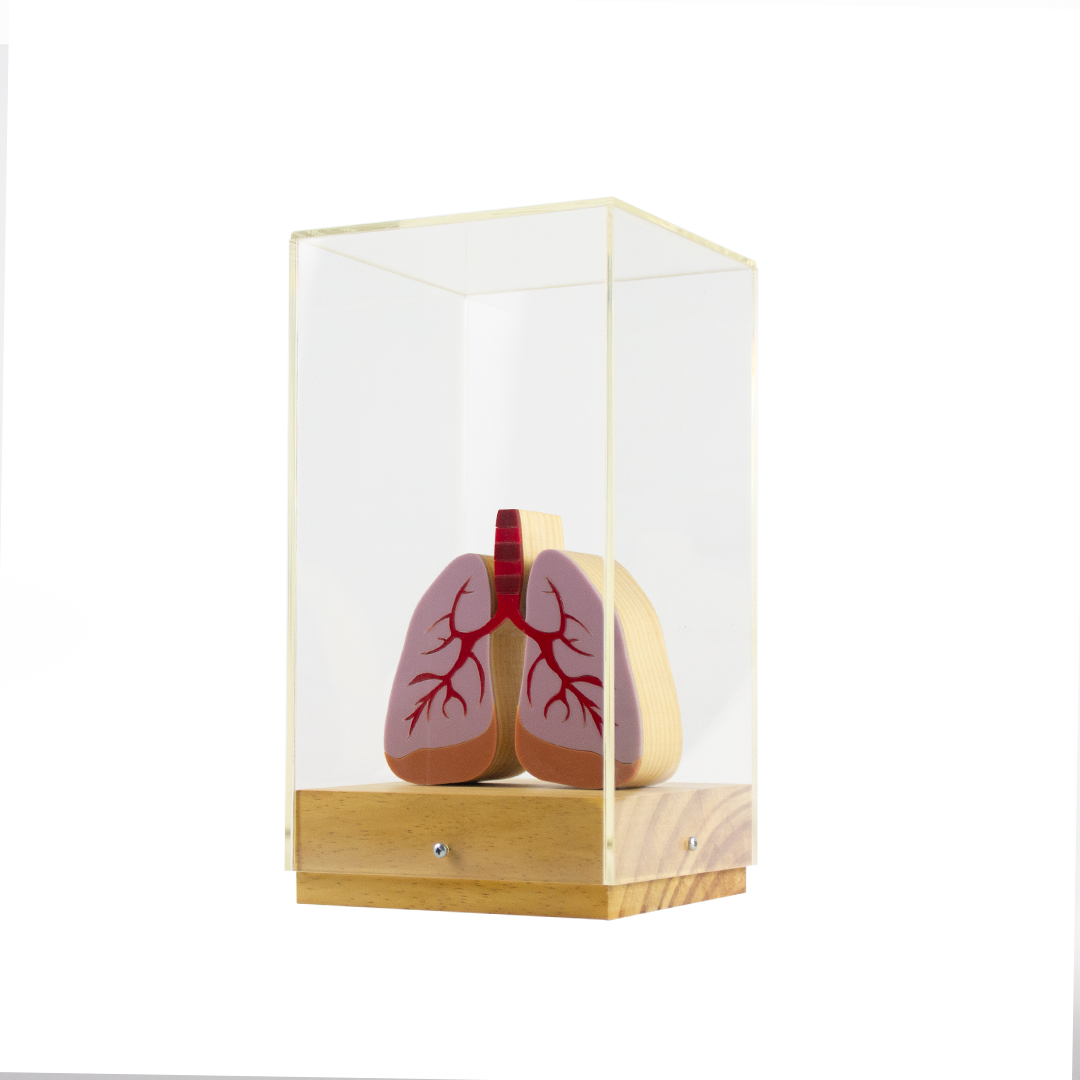 Lung Dome Sculpture + Patricia Maranhão Mug